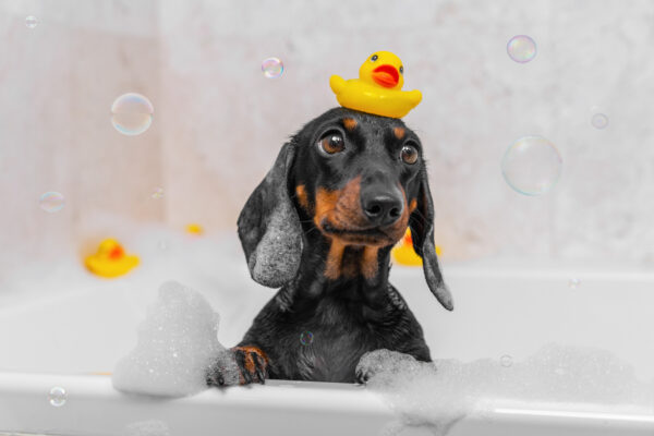 5 er Karte Hydrotherapie auf dem Unterwasserlaufband jeweils ca. 30 Minuten